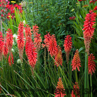 Fakľovka - (Kleopatrina ihla) Nancy Red, v črepníku 2l Kniphofia Nancy Red