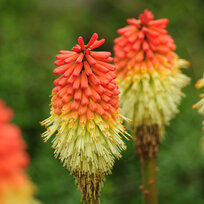 Fakľovka (kleopatrina ihla) Royal Castle, v črepníku 2l Kniphofia Royal Castle