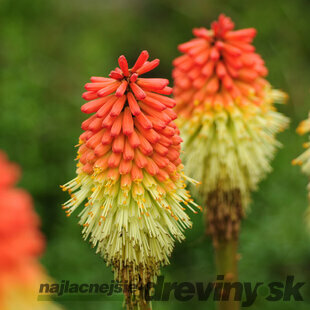 Fakľovka (kleopatrina ihla) Royal Castle, v črepníku 2l Kniphofia Royal Castle