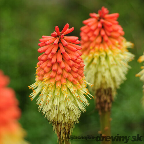 Fakľovka (kleopatrina ihla) Royal Castle, v črepníku 2l Kniphofia Royal Castle