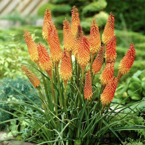 Fakľovka (kleopatrina ihla) žltá Alcazar, v črepníku Kniphofia Alcazar