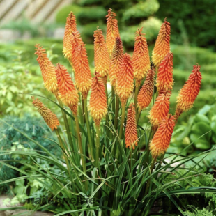 Fakľovka (kleopatrina ihla) žltá Alcazar, v črepníku Kniphofia Alcazar