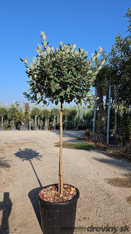 Feijoa - Ananásová Guáva 40/50 cm v črepníku 3l Feijoa - Acca Sellowiana