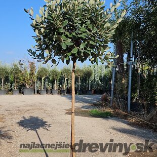 Feijoa - Ananásová Guáva 40/50 cm v črepníku 3l Feijoa - Acca Sellowiana