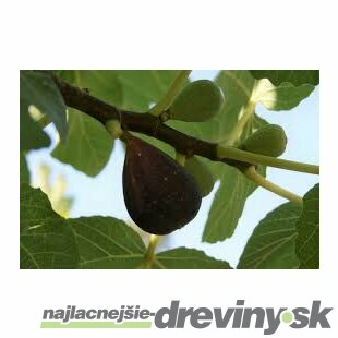 Figa-figovník Dalmácia, výška 40/60 cm, v črepníku 2l Ficus carica