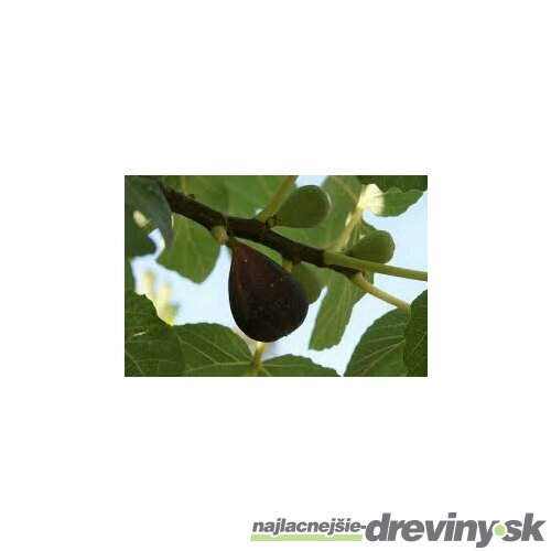 Figa-figovník Dalmácia, výška 40/60 cm, v črepníku 2l Ficus carica