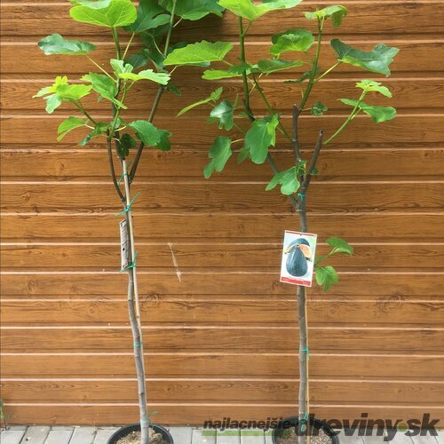 Figa (Figovník) veľkoplodá, výška 160/180 cm, v črepníku Ficus carica