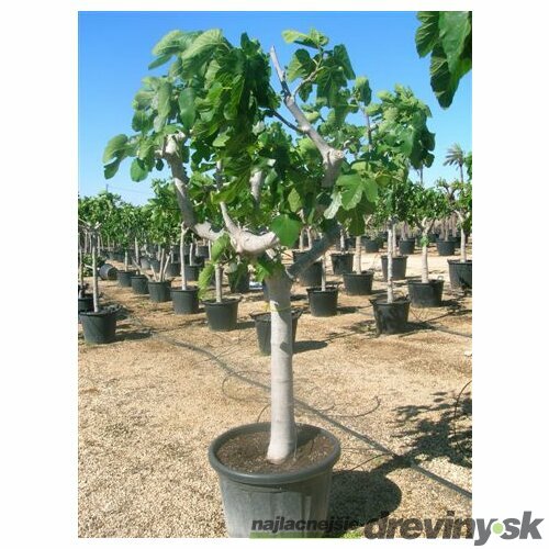 Figa veľkoplodá stromčeková na kmienku, 100/120 cm, v črepníku Ficus carica