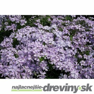 Flox šidlolistý ‘G.F. Wilson‘, výška 10/15 cm, v črepníku P9 Phlox (S) ‘G.F. Wilson‘