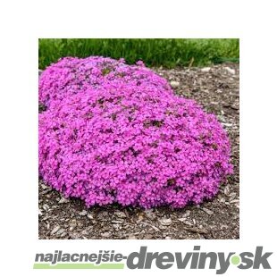 Flox ‘Zwergenteppich‘ 15/25 cm v črepníku 2l Phlox ‘Zwergenteppich‘