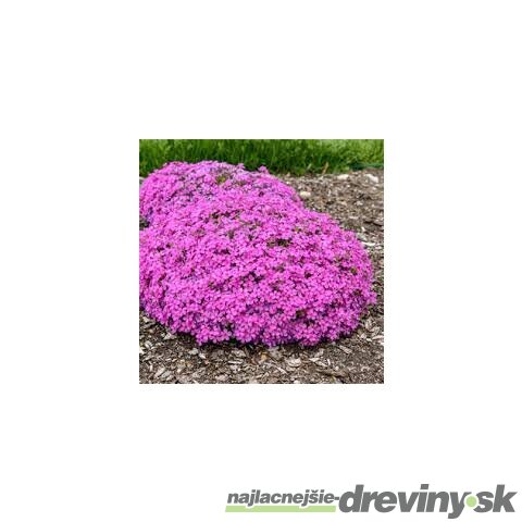 Flox ‘Zwergenteppich‘ 15/25 cm v črepníku 2l Phlox ‘Zwergenteppich‘