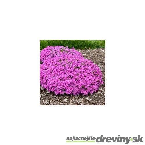 Flox ‘Zwergenteppich‘ 15/25 cm v črepníku 2l Phlox ‘Zwergenteppich‘