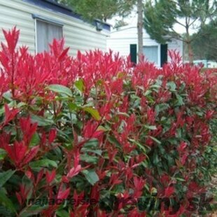 Fotínia aj na živý plot (červienka) Red Robin 40/60 cm, v črepníku 2l Photinia fraseri red robin