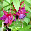 Fuchsia