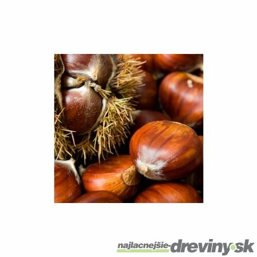 Gaštan jedlý 50/80 cm, v črepníku Castanea sativa