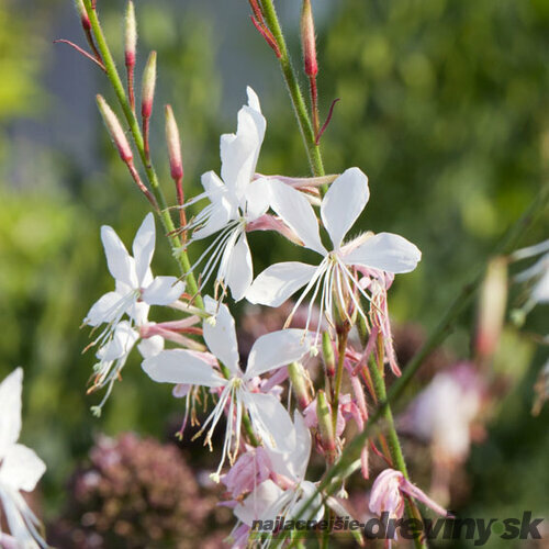 Gaura Lindheimerova Whirling Butterflies, v črepníku P9 Gaura lindheimeri