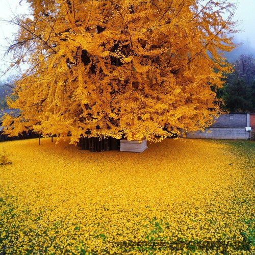 Ginko biloba Blagon 160/180 cm, v črepníku Ginkgo biloba Blagon