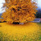 Ginko biloba Blagon 160/180 cm, v črepníku Ginkgo biloba Blagon