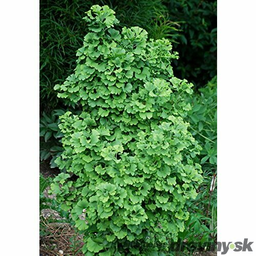 Ginko biloba Korinek 125/150 cm, v črepníku Ginkgo biloba Korinek