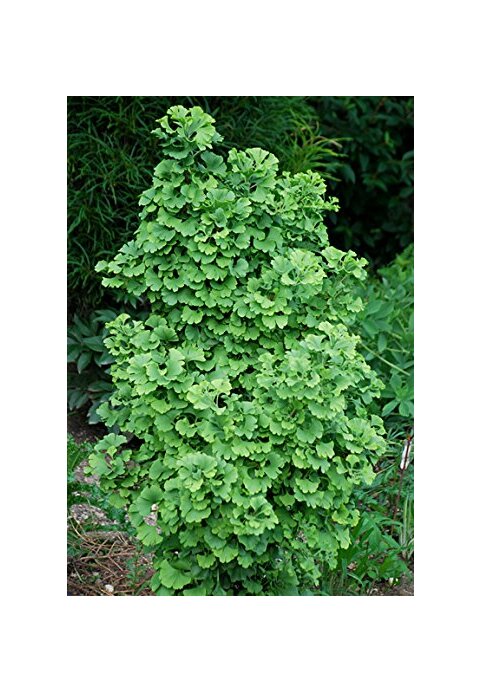 Ginko biloba Korinek 125/150 cm, v črepníku Ginkgo biloba Korinek