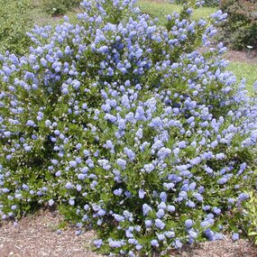 Glória /nádhera/ Versailská v črepníku Ceanothus gloire de versailles