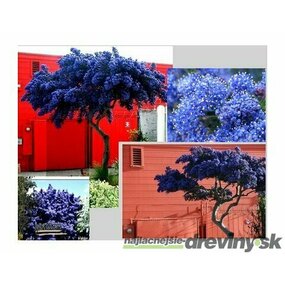 Glória /nádhera/ Versailská v črepníku Ceanothus gloire de versailles