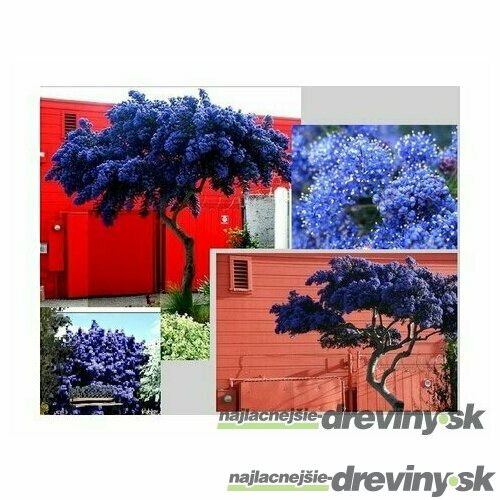 Glória /nádhera/ Versailská v črepníku Ceanothus gloire de versailles