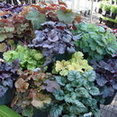 Heuchera