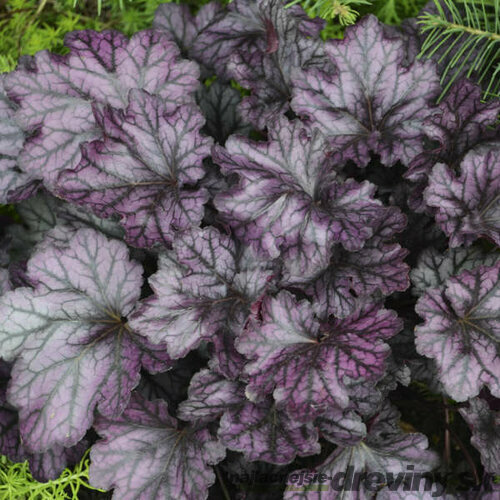 Heuchera BLACKBERRY, v črepníku Heuchera BLACKBERRY