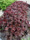 Heuchera Chocolate Ruffles, v črepníku Heuchera Chocolate Ruffles