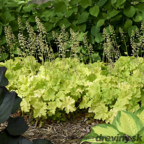 Heuchera LIMEBERRY, v črepníku Heuchera LIMEBERRY