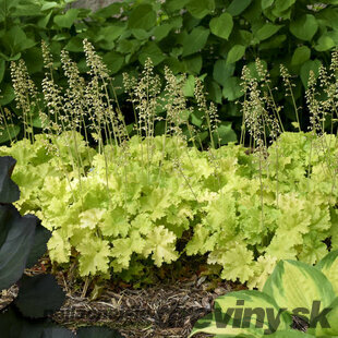 Heuchera LIMEBERRY, v črepníku Heuchera LIMEBERRY