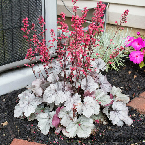 Heuchera Silver Scrolls, v črepníku Heuchera Silver Scrolls