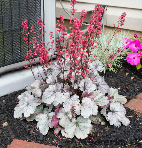 Heuchera Silver Scrolls, v črepníku Heuchera Silver Scrolls