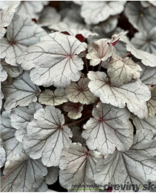 Heuchera SILVERBERRY, v črepníku Heuchera SILVERBERRY