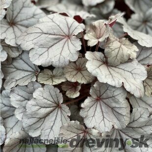 Heuchera SILVERBERRY, v črepníku Heuchera SILVERBERRY