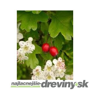 Hloh jednosemenný (liečivý), výška 60/80 cm, v črepníku Crataegus monogyna