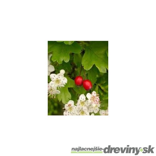 Hloh jednosemenný (liečivý), výška 60/80 cm, v črepníku Crataegus monogyna