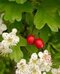 Hloh jednosemenný (liečivý), výška 60/80 cm, v črepníku Crataegus monogyna