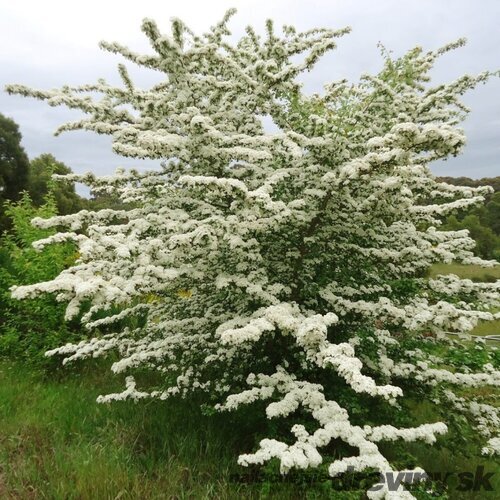 Hloh jednosemenný (liečivý), výška 60/80 cm voľnokorenený Crataegus monogyna