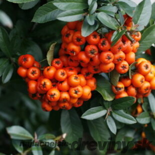 Hlohyňa šarlátová Orange glow 50/60 cm, v črepníku 2l Pyracantha Coccinea Orange glow