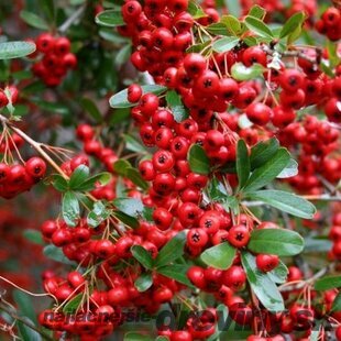 Hlohyňa šarlátová Red Column v črepníku, 50/60 cm Pyracantha Coccinea Red Column