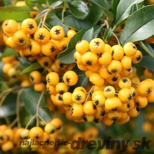 Hlohyňa šarlátová Soleil d´Or 40/60 cm, v črepníku 2l Pyracantha Coccinea Soleil d´Or