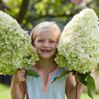 Hortenzia metlinatá Hercules  výška 30/40 cm  , v črepníku 3l  Hydrangea paniculata