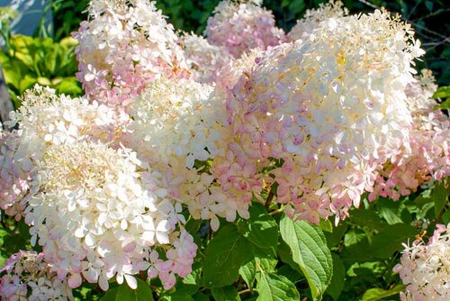 Hortenzia metlinatá ´PHANTOM´, na kmienku 150/160 cm Hydrangea paniculata ´Phantom´