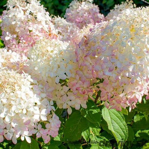 Hortenzia metlinatá ´PHANTOM´, na kmienku 150/160 cm Hydrangea paniculata ´Phantom´