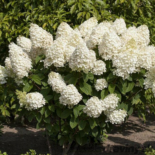 Hortenzia metlinatá Silver Dollar, v črepníku P9 Hydrangea paniculata Silver Dollar