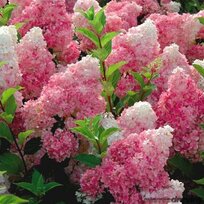 Hortenzia metlinatá VANILLE-FRAISE 30/50 cm, v črepníku Hydrangea paniculata VANILLE-FRAISE PBR