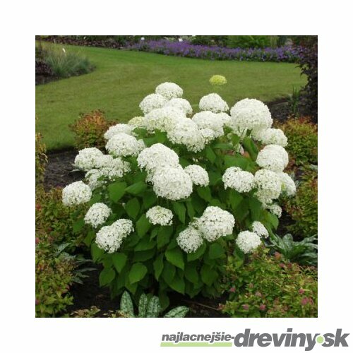 Hortenzia stromčeková Annabelle, výška 30/50 cm, v črepníku 3l Hydrangea arborescens Annabelle