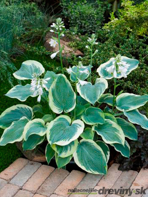 Hosta ‘American Halo‘ 20/30 cm v črepníku 3l Hosta ‘American Halo‘